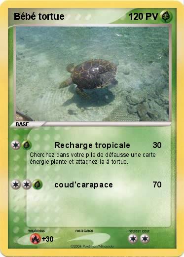 Pokemon Bébé tortue