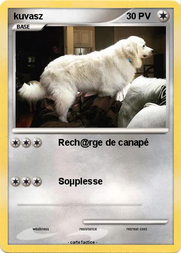 Pokemon kuvasz