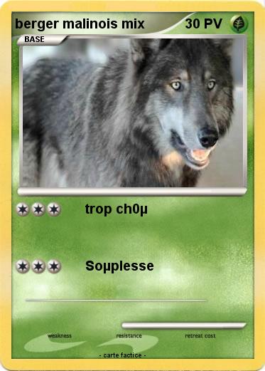Pokemon berger malinois mix