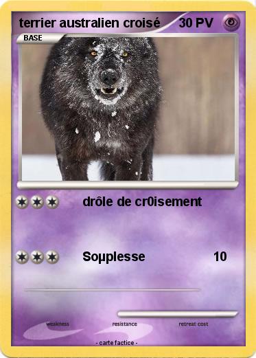 Pokemon terrier australien croisé