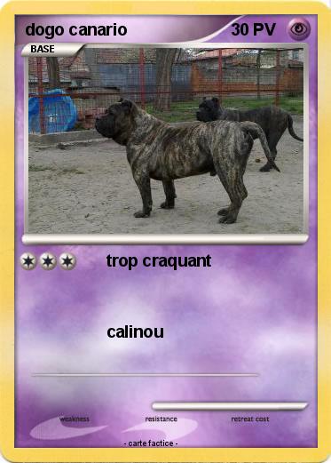 Pokemon dogo canario