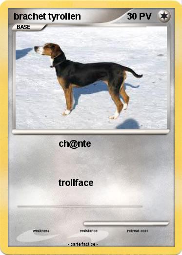 Pokemon brachet tyrolien