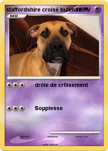 Pokemon staffordshire croisé bullmastiff