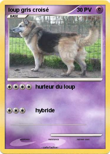Pokemon loup gris croisé