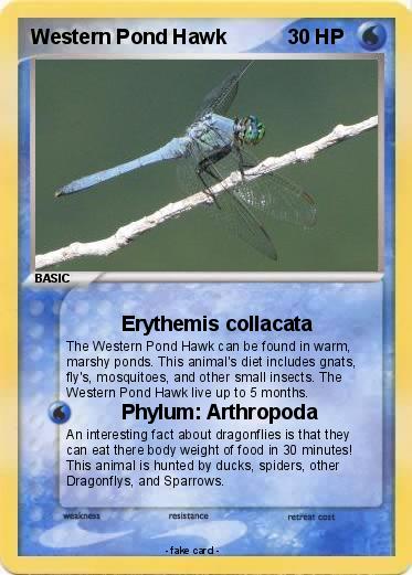 Pokemon Western Pond Hawk