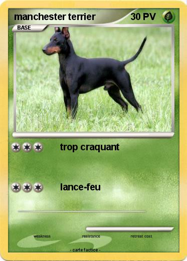 Pokemon manchester terrier