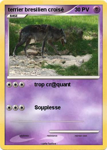 Pokemon terrier bresilien croisé