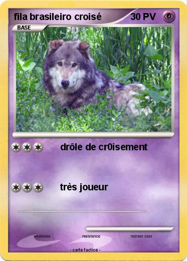 Pokemon fila brasileiro croisé