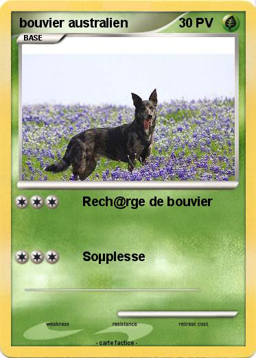 Pokemon bouvier australien