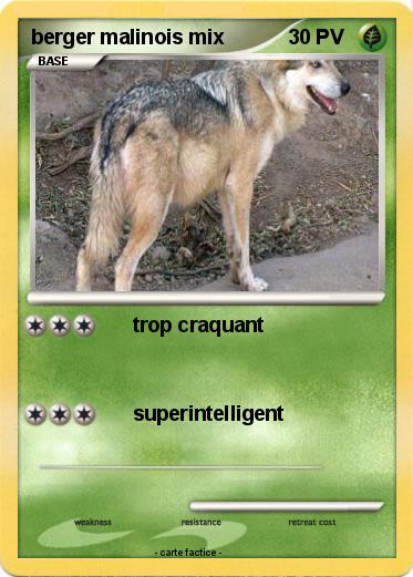 Pokemon berger malinois mix