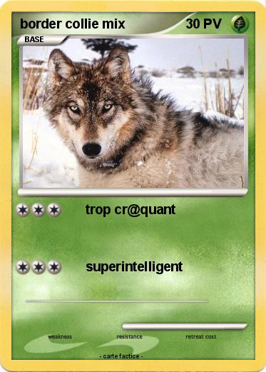 Pokemon border collie mix