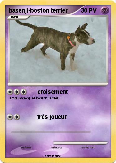 Pokemon basenji-boston terrier