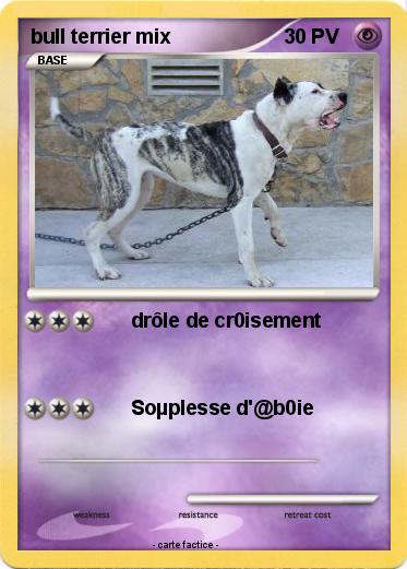Pokemon bull terrier mix