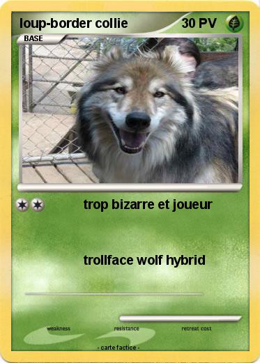 Pokemon loup-border collie