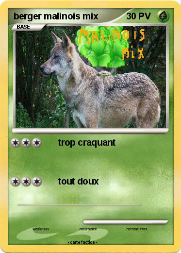 Pokemon berger malinois mix