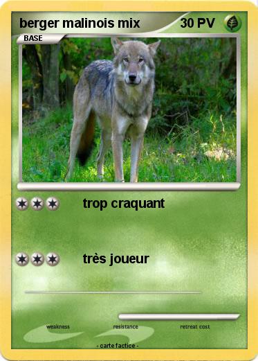 Pokemon berger malinois mix