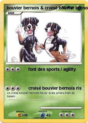 Pokemon bouvier bernois & croisé bouvier bernois