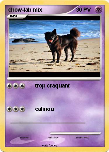 Pokemon chow-lab mix