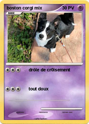 Pokemon boston corgi mix