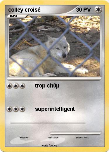 Pokemon colley croisé