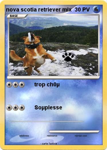 Pokemon nova scotia retriever mix