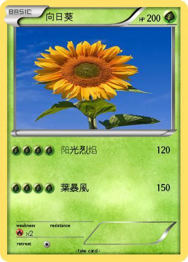 Pokemon 向日葵