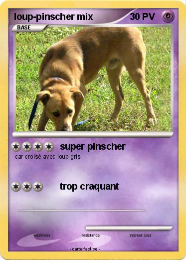 Pokemon loup-pinscher mix