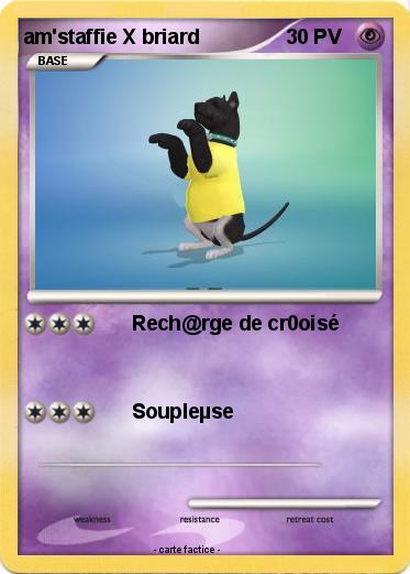 Pokemon am'staffie X briard