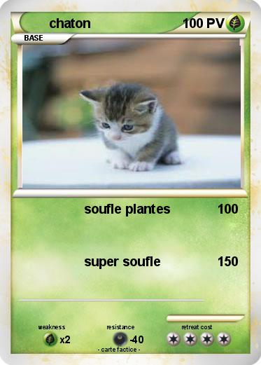 Pokemon chaton