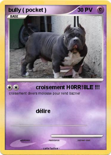 Pokemon bully ( pocket )