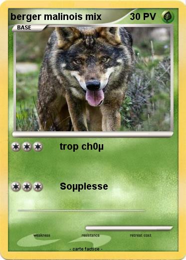 Pokemon berger malinois mix