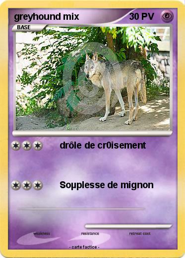 Pokemon greyhound mix