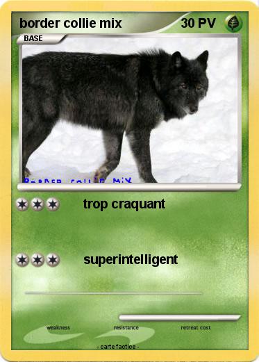 Pokemon border collie mix