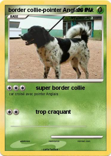 Pokemon border collie-pointer Anglais mix