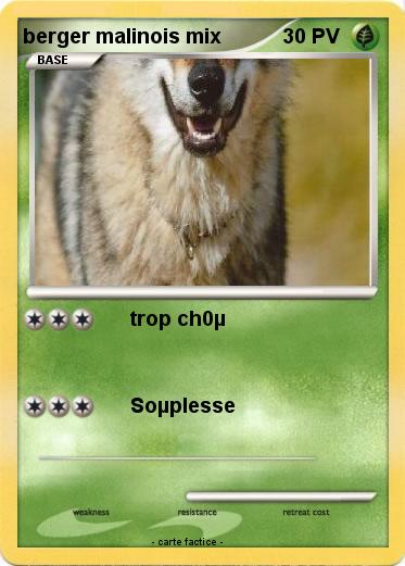 Pokemon berger malinois mix