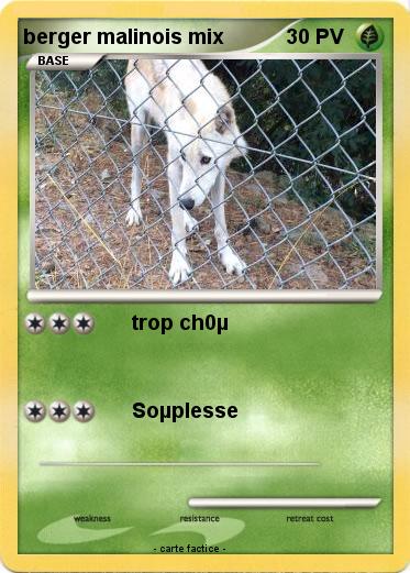 Pokemon berger malinois mix