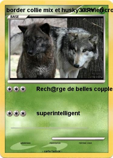 Pokemon border collie mix et husky siberien croisé