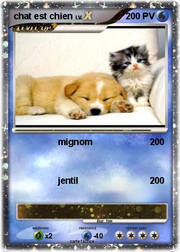 Pokemon chat est chien