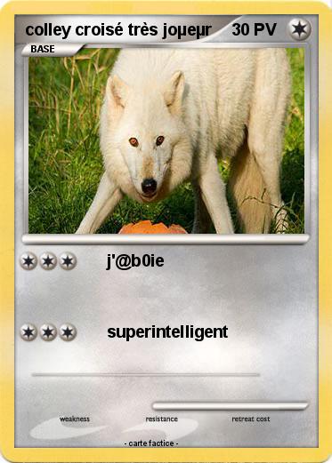 Pokemon colley croisé très joµeµr