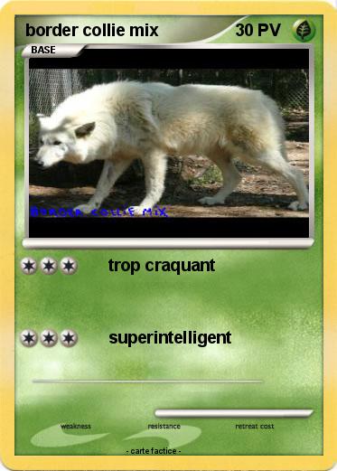 Pokemon border collie mix