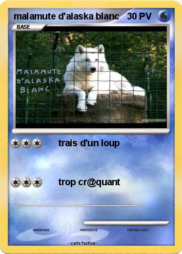 Pokemon malamute d'alaska blanc