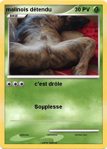 Pokemon malinois détendu