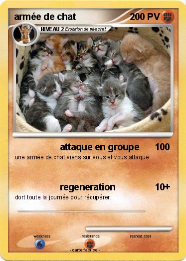 Pokemon armée de chat