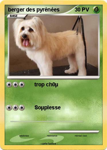 Pokemon berger des pyrénées