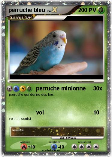 Pokemon perruche bleu