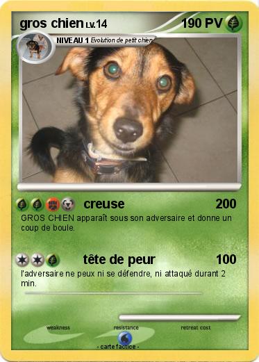 Pokemon gros chien