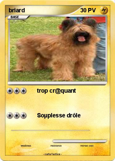 Pokemon briard