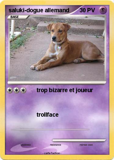 Pokemon saluki-dogue allemand