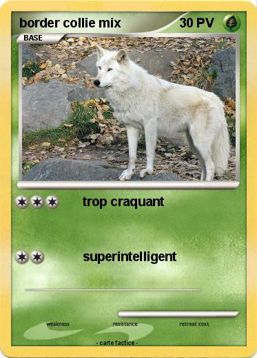 Pokemon border collie mix