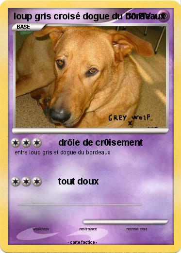 Pokemon loup gris croisé dogue du bordeaux